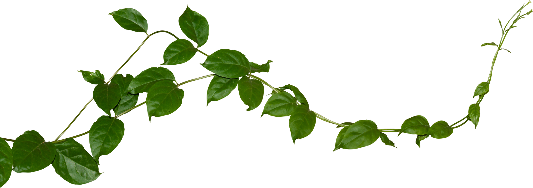 Green Leaves of Vine Plant